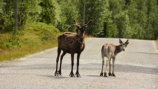 Vlaanderen Vakantieland Zweden avontuurlijk natuurlijk [upl. by Annahsor]