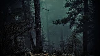 FOREST AT NIGHT  Crickets Owls Rain Wind in Trees  Relax Study Sleep DeStress 🎧 100 RELAX [upl. by Nyrrek]