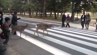 Deer in Nara crossing the street [upl. by Yonatan]