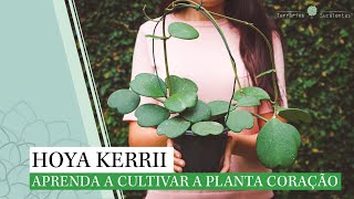 Hoya Kerrii  Aprenda a Cultivar a Planta Coração [upl. by Ahsieki]