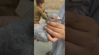 Powerfull kabuter😱🔥🕊 pegion pegiontraining kabutars birds trending viral foryou😱🕊 [upl. by Berti22]