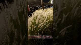 Pennisetum setaceumfountain grassshortvideo [upl. by Josh568]