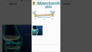 Epiphyseal growth plate  Metaphysis  Epiphysis  Diaphysis biology bones neetbiology [upl. by Oap]