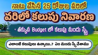 నాటు వేసినవరిలో కలుపునివారణvarilo kalupu nivarana Herbicede Spring in Paddyకలుపుమందులు [upl. by Malcah]