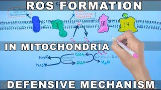 ROS Formation in Mitochondria and Defensive Mechanism [upl. by Aneleve]