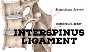 Interspinous ligament [upl. by Eessej]