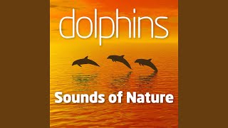 Dolphins Delight 2 [upl. by Sudnak]