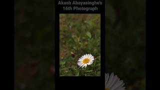 Akash Abayasinghes Aug amp Sep Photos 3 photography composition [upl. by Yanahs]