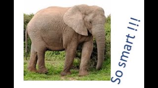 Intelligent Elephants  smart can learn like human [upl. by Cul]