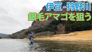 【フライフィッシング】【静岡県】伊豆狩野川でアマゴを狙う！ [upl. by Eibocaj]