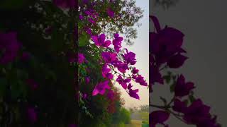 MALANG SAJNA ✨🥀 SLOWED REVERB STATUS editing songlyrics lyricvideo shortvideo love [upl. by Assenev]