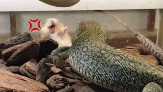 【閲覧注意】気まぐれカナヘビと威嚇するハムちゃん【不完全版】Whimsical lizard and menacing hamster Incomplete version [upl. by Ecnerwal]