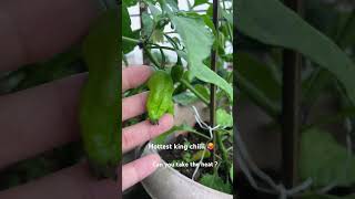 Spicy King chilli plant 🥵 youtube trend [upl. by Ahseenat]