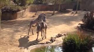 Zebra mating at LA Zoo [upl. by Alida903]