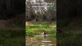 Onça atacando jacaré natureza em foco💚🇧🇷 [upl. by Ailahk]