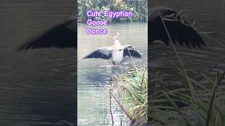 Cute Egyptian geese dance couple UK [upl. by Oniotna929]