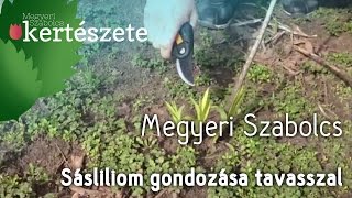 Sásliliom Hemerocallis gondozása tavasszal  Megyeri Szabolcs Kertészet [upl. by Letnohc]