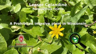 Lesser celandine identification of the Wisconsin invasive plant Ranunculus ficaria [upl. by Orravan]