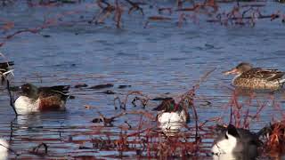 Northern shoveler Ducks shot on canon R10  Charles A Guy park in Lubbock Texas 12923 [upl. by Mercedes386]