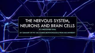 The nervous system neurons and brain cells [upl. by Quintina]