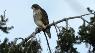 Red tail hawk calling [upl. by Mesics43]