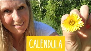 How to Use Calendula Flowers  Harvest amp Seed Saving [upl. by Lindahl]