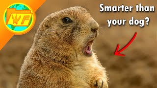 Prairie dogs are WAY SMARTER than you think [upl. by Ardnalak471]