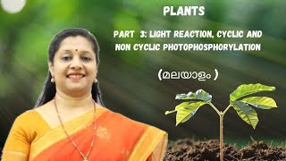 NEETPHOTOSYNTHESIS MALAYALAM PART3 LIGHT REACTION CYCLICampNONCYCLICPHOTOPHOSPHORYLATION [upl. by Romilly84]