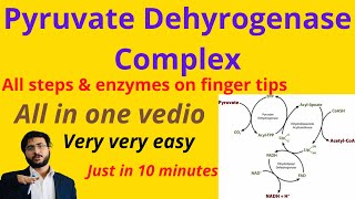 Pyruvate dehydrogenase complex  Reactions  Co Enzymes  Cofactors Biochemistry  Structure [upl. by Lila404]