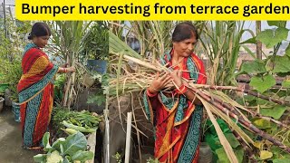 Bumper harvesting from terrace gardenChhath 2024Sugarcane harvestingGrow organic fruits at home [upl. by Nylikcaj682]