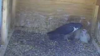 Peregrine Falcon Chicks Feeding [upl. by Malloch373]