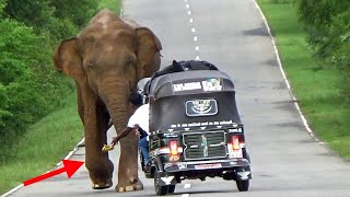 The attempt of the wild elephant to attack the Tuktuk🫣😱 [upl. by Skricki332]