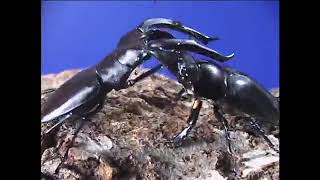 Japanese Bug Fights  Beetle Series  Tarandus Stag Beetle VS Mandibularis Stag Beetle [upl. by Bessie]