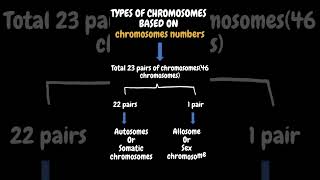 Autosomes and Sex Chromosomes Allosome🧬😱 chromosome mumbaiuniversity ytshorts shorts [upl. by Ajoop]