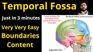 Temporal Fossa  Boundaries  Major content TemporalFossa HeadandNeck enmeder [upl. by Endres]