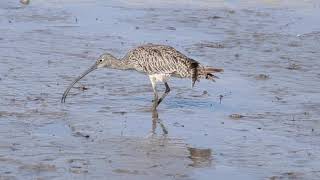 Eastern Curlew Preening2 [upl. by Nnaillij]