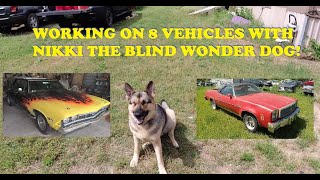 Working on 8 vehicles Co starring Nikki the blind wonder dog [upl. by Eciuqram]