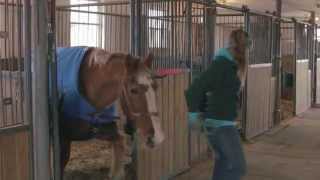 Gentle Giants Draft Horse Rescue [upl. by Cindi759]