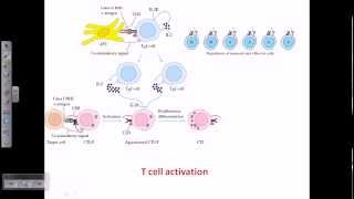 Helper T cells  CD4 and B cells  Lymphocytes  Immunology [upl. by Amalberga]