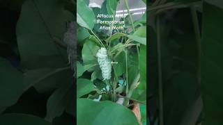 Attacus Atlas Formosanus Atlas Moth shortvideo insect taipeizoo taiwan atlas atlasmoth [upl. by Martino]