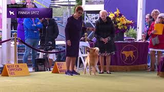 Finnish Spitz  Breed Judging 2024 [upl. by Alpers]