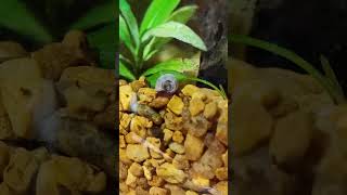 Ramshorn snail in freshwater planted jar aquarium jaraquarium freshwateraquarium freshwaterplant [upl. by Osbourn]