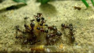 AntsCanada Ant Movie HD Random Scenes of a Camponotus noveboracensis Colony [upl. by Nedrud589]