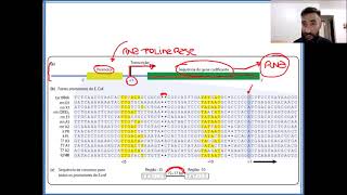 Aula 13  Transcrição gênica [upl. by Efinnej]