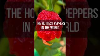 The Hottest Peppers In The World [upl. by Nirak]