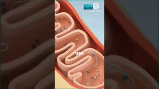 Mitochondria  Structure And Function  shrtsfeed science [upl. by Loretta]