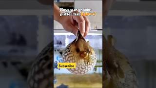 Puffer Fish 🐠  Puffer Fish Puffing shorts weekend Machi shortsvideo pufferfish fish youtube [upl. by Oinesra92]