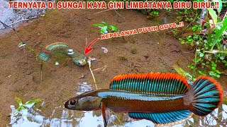 REKOR BARU Mancing Channa Limbata Berwarna Biru  Sungai Yang Ada Channa Limbatanya [upl. by Nyletac]