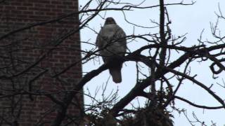 Stuyvesant Town Hawk 1080p [upl. by Maxama349]