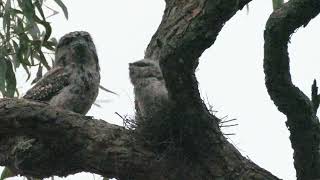 Tawny Frogmouth parents feeding chick at nest Melbourne Australia twilight 3 January 2024 [upl. by Saimerej]